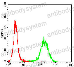 Anti-P4HB Antibody (R3A12)