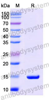 Anti-Human PSA/KLK3 Nanobody (SAA1220)