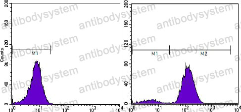 Anti-PSA/KLK3 Antibody (R3A13)