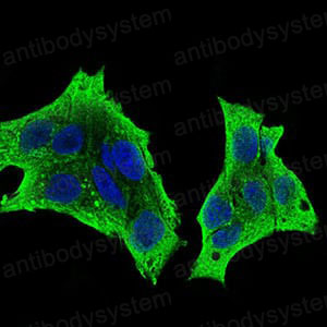 Anti-CD115/CSF1R Antibody (R3A17)