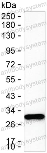 Anti-CA3 Antibody (R3A26)