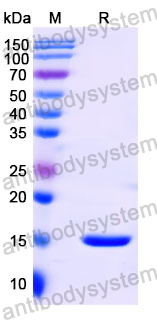 Anti-Human ADRB2 Nanobody (SAA1015)