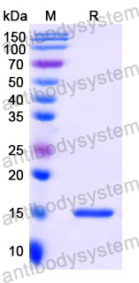 Anti-Human ADRB2 Nanobody (SAA1156)