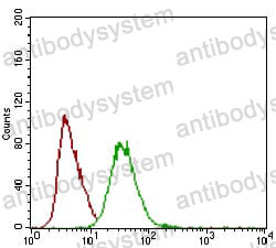 Anti-DCN/Decorin Antibody (R3A29)
