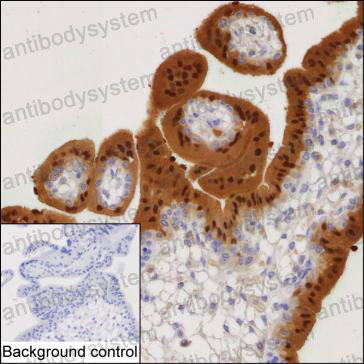 Anti-BPGM Antibody (R3A33)