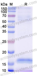 Anti-Human CD3E Nanobody (SAA1330)