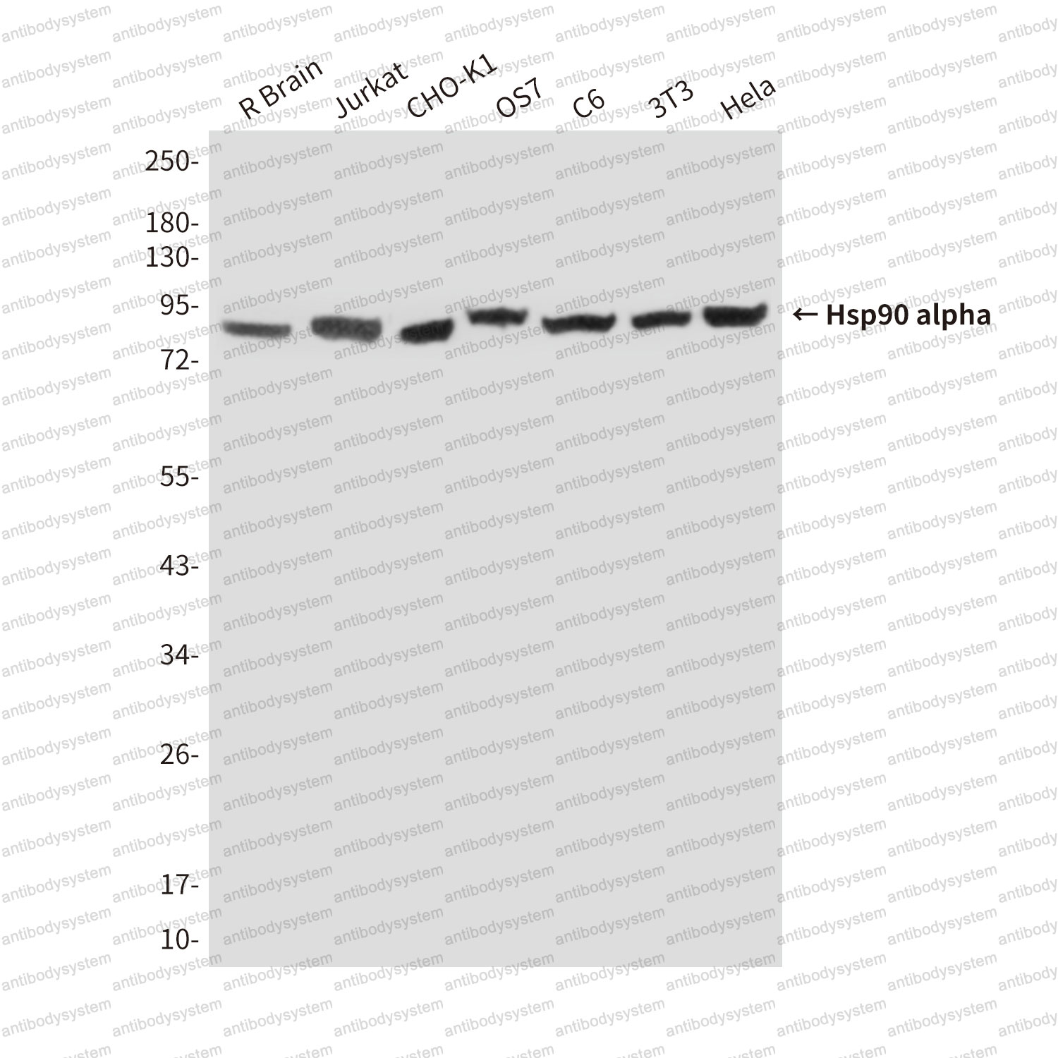 Anti-HSP90AA1 Antibody (R3A36)