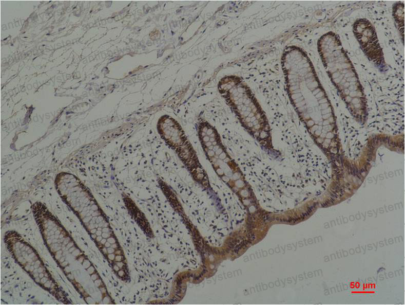 Anti-HSP90AA1 Antibody (R3A37)