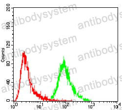 Anti-ERCC1 Antibody (R3A44)