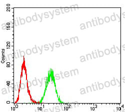 Anti-ERCC1 Antibody (R3A45)