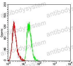 Anti-ERCC1 Antibody (R3A47)