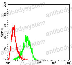 Anti-ERCC1 Antibody (R3A48)
