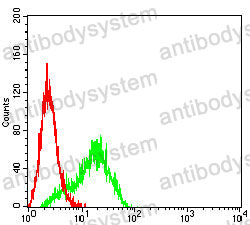 Anti-ERCC1 Antibody (R3A49)