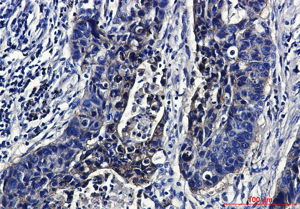 Anti-CD221/IGF1R Antibody (R1L38)