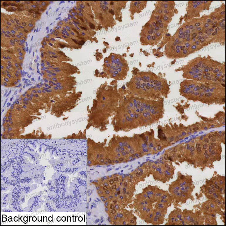 Anti-MSMB Antibody (R3A54)