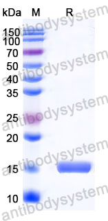 Anti-Human CHRM2 Nanobody (SAA1214)