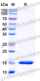 Anti-Human CHRM2 Nanobody (SAA0920)