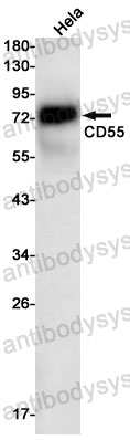 Anti-CD55 Antibody (R1L47)