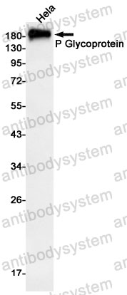 Anti-CD243/ABCB1 Antibody (R1L48)