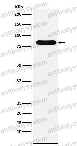 Anti-CD98/SLC3A2 Antibody (R1L49)
