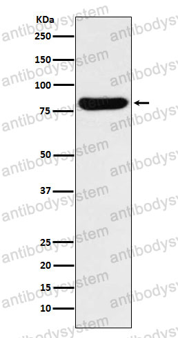 Anti-GUSB Antibody (R1L50)