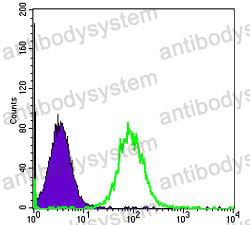 Anti-HSP90AB1 Antibody (R3A62)