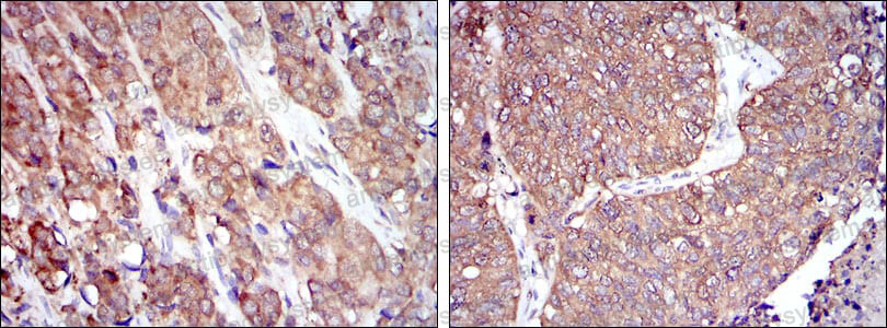 Anti-HSP90AB1 Antibody (R3A63)