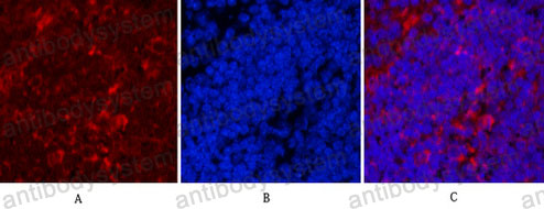 Anti-HSP90AB1 Antibody (R3A64)