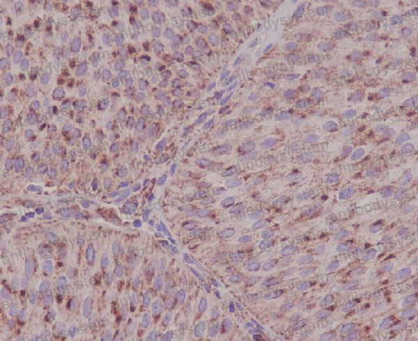 Anti-ASNS Antibody (R1L54)