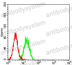 Anti-ELANE Antibody (R3A65)