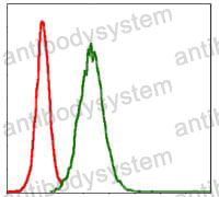 Anti-MMP3 Antibody (R3A71)