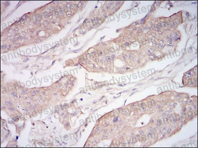 Anti-CD10/MME Antibody (R3A76)