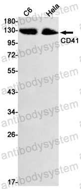 Anti-CD41/ITGA2B Antibody (R1L64)