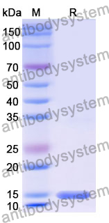 Anti-Human CD14 Nanobody (SAA2077)