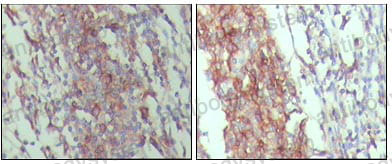 Anti-CD45/PTPRC Antibody (R3A99)