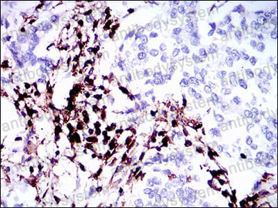 Anti-CD45/PTPRC Antibody (R3B02)