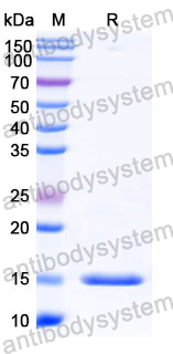 Anti-Human MET/c-Met/HGFR Nanobody (SAA1308)