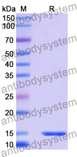 Anti-Human CFH Nanobody (SAA2038)