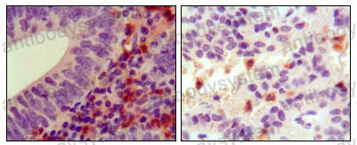 Anti-HCK Antibody (R3B12)