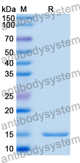 Anti-Human CD16a/FCGR3A Nanobody (SAA2051)