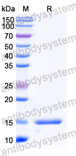 Anti-Human CD49e/ITGA5 Nanobody (SAA1304)