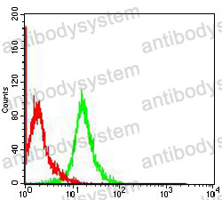 Anti-VIM/Vimentin Antibody (R3B18)