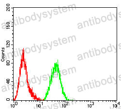 Anti-VIM/Vimentin Antibody (R3B20)