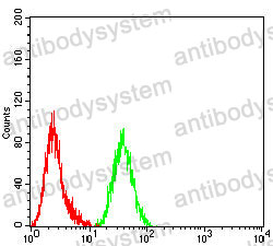 Anti-VIM/Vimentin Antibody (R3B21)