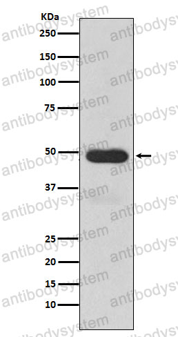 Anti-CYP3A4 Antibody (R1L77)