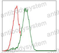 Anti-CYP3A4 Antibody (R3B24)