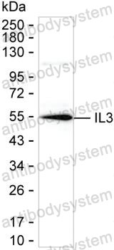 Anti-IL3 Antibody (R3B25)