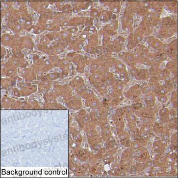 Anti-F7/FVII Antibody (R3B26)
