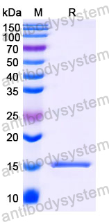 Anti-Human KRT19/CK19 Nanobody (SAA1367)