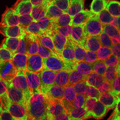 Anti-KRT19/CK19 Antibody (R3B29)